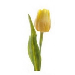 Tulipán na stonku žlutý