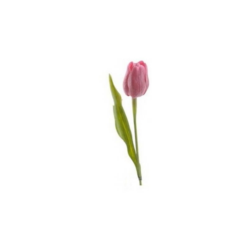 Tulipán na stonku červený